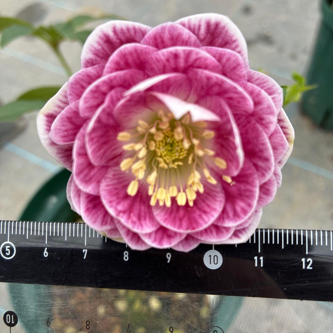 クリスマスローズ　シャガール　加藤農園　6寸　整形　綺麗