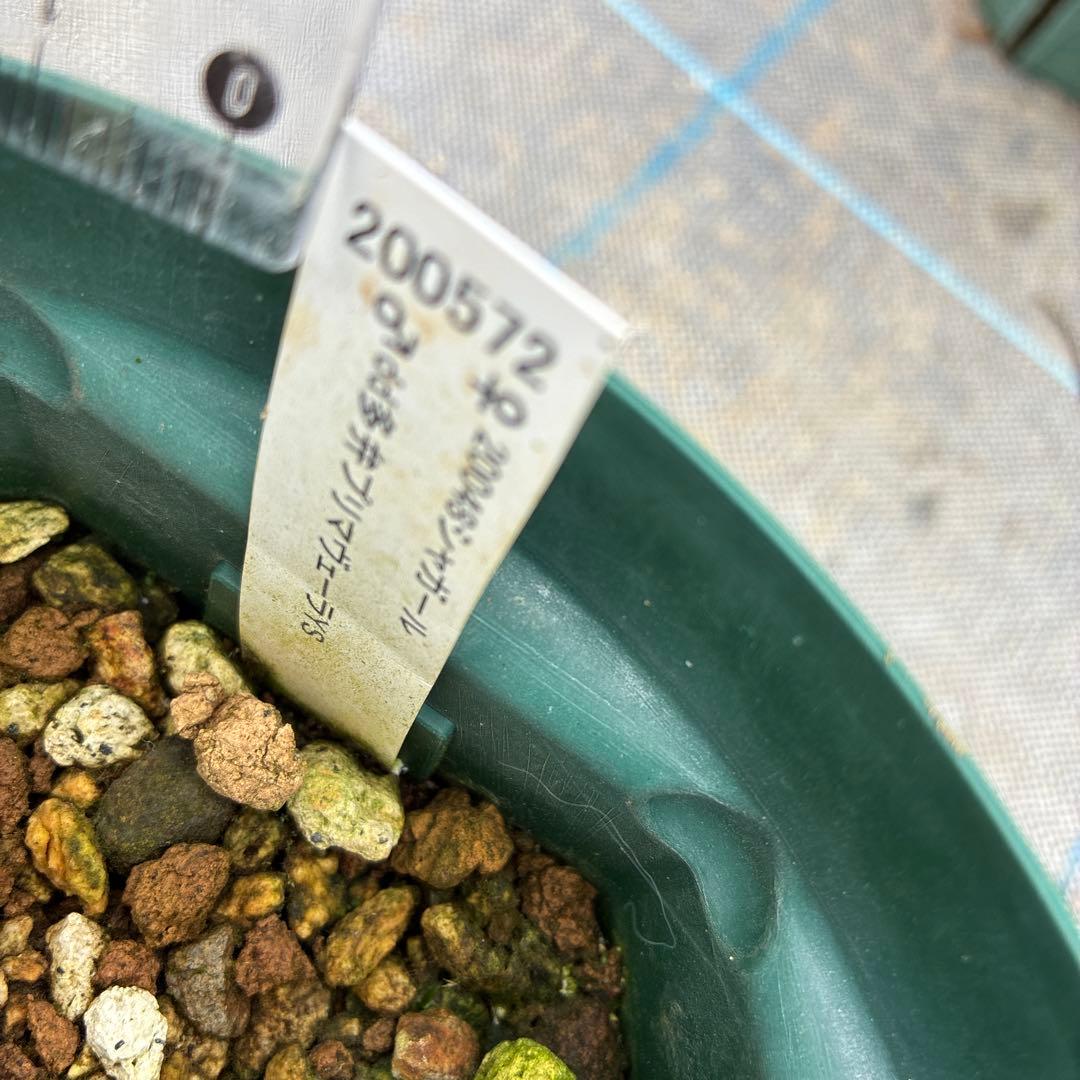 クリスマスローズ　シャガール　加藤農園　6寸　整形　綺麗