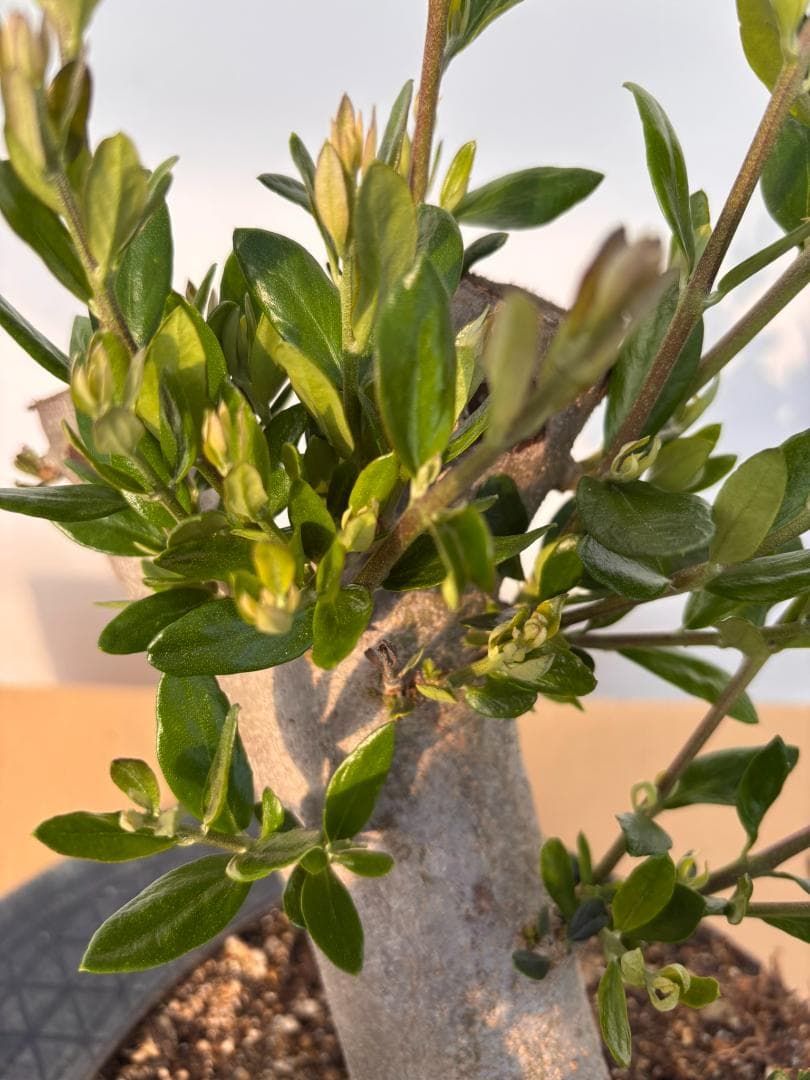 オリーブの木 ルッカ 盆栽風 8号 約40cm 現品販売