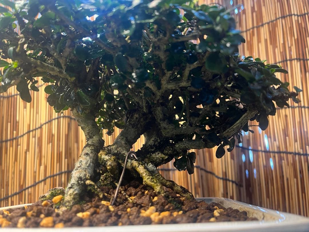 ✨✨✨フクマンギ【◎福万木】検/実物盆栽♪セール♪