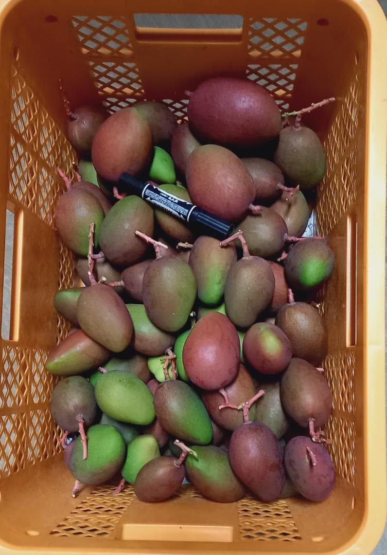 マンゴー+摘果 / 16 kg including box - メルカリ