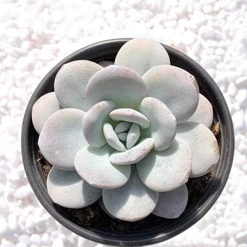 TPM5 美苗ラウイ 多肉植物 エケベリア 韓国苗超美苗 大苗大株 - メルカリ