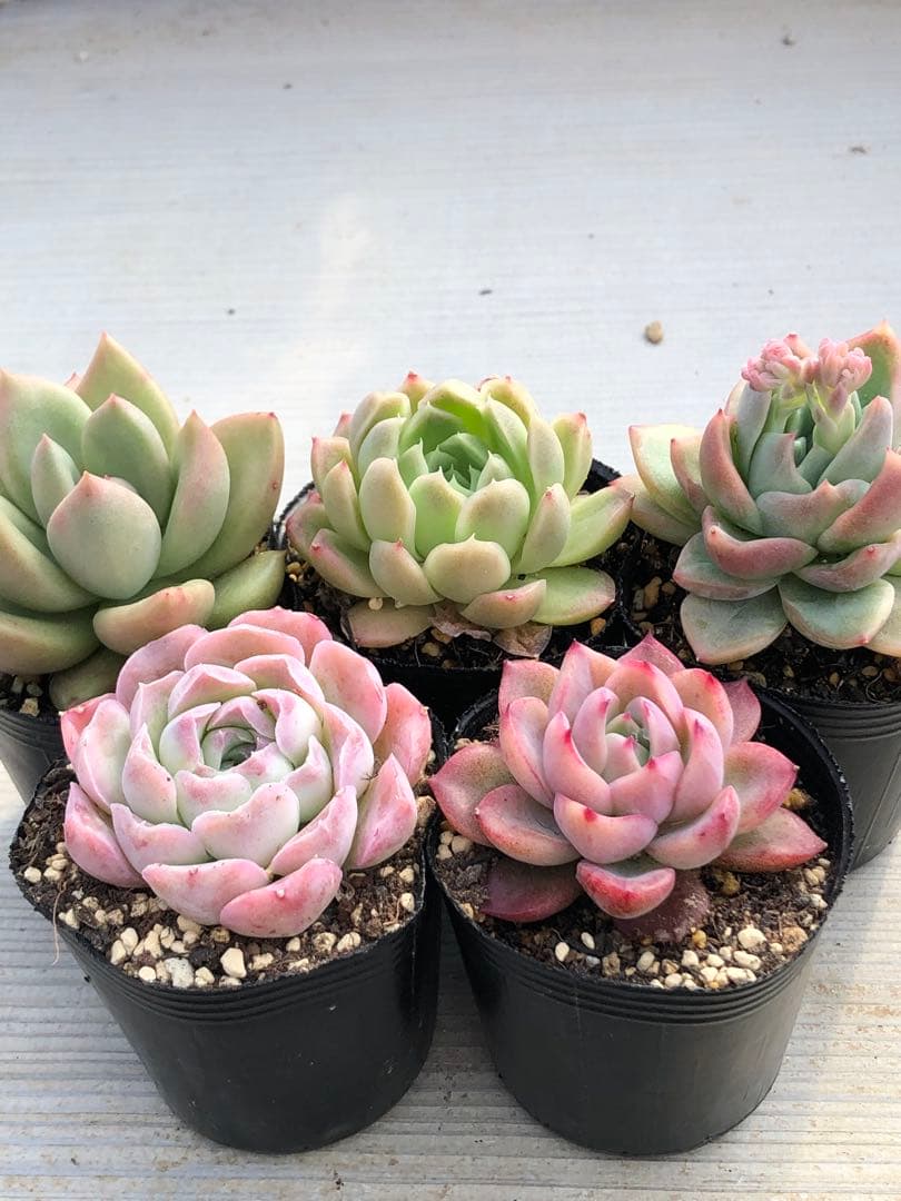 多肉植物 5品種♡抜き苗セット - メルカリ