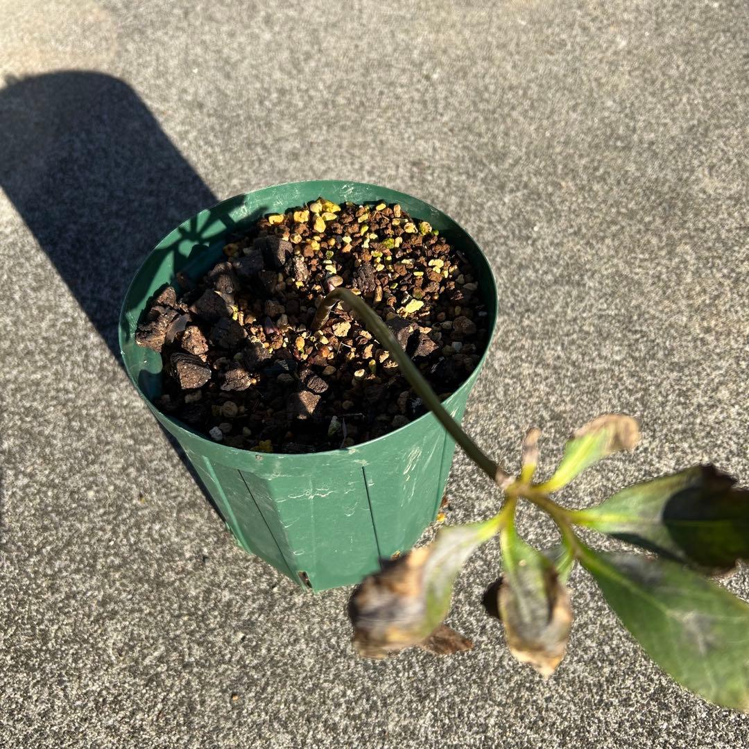 クリスマスローズ 株分け「絹」