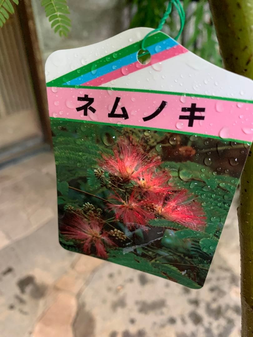 ネムノキ　(合歓木)　観葉植物 特大株 鉢ごと発送