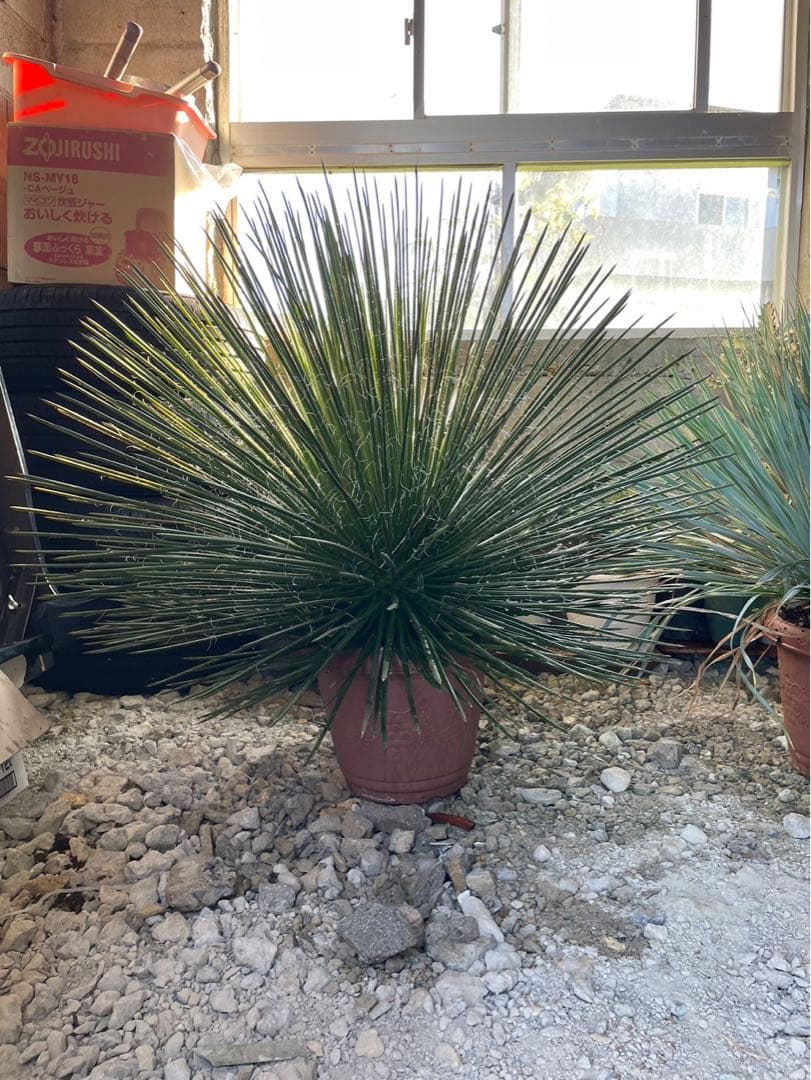 超特大　ジェミニフローラ（ゲミニフローラ）鉢底から90cm 幅90cm アガベ