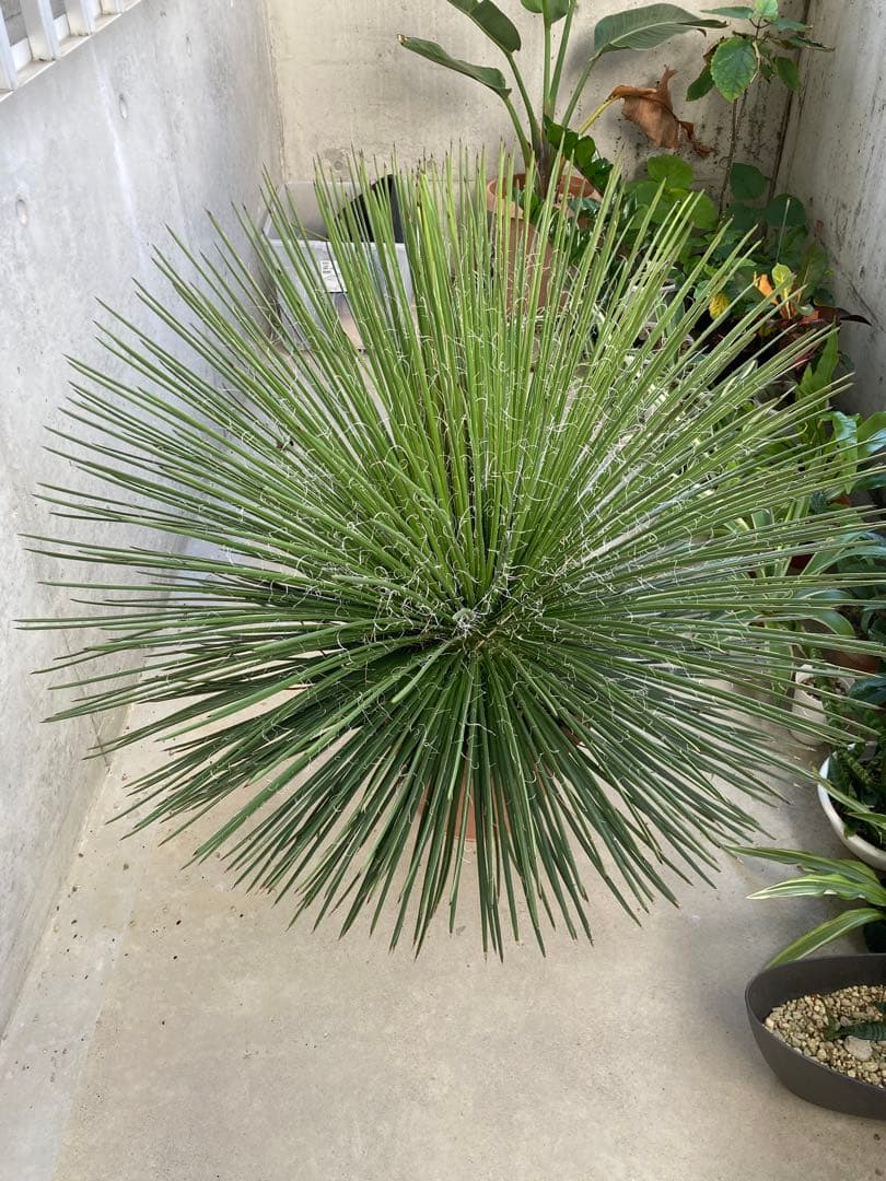 超特大　ジェミニフローラ（ゲミニフローラ）鉢底から90cm 幅90cm アガベ