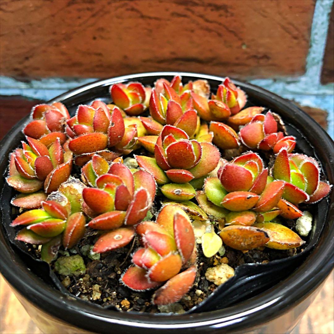 多肉植物　ディビット　①