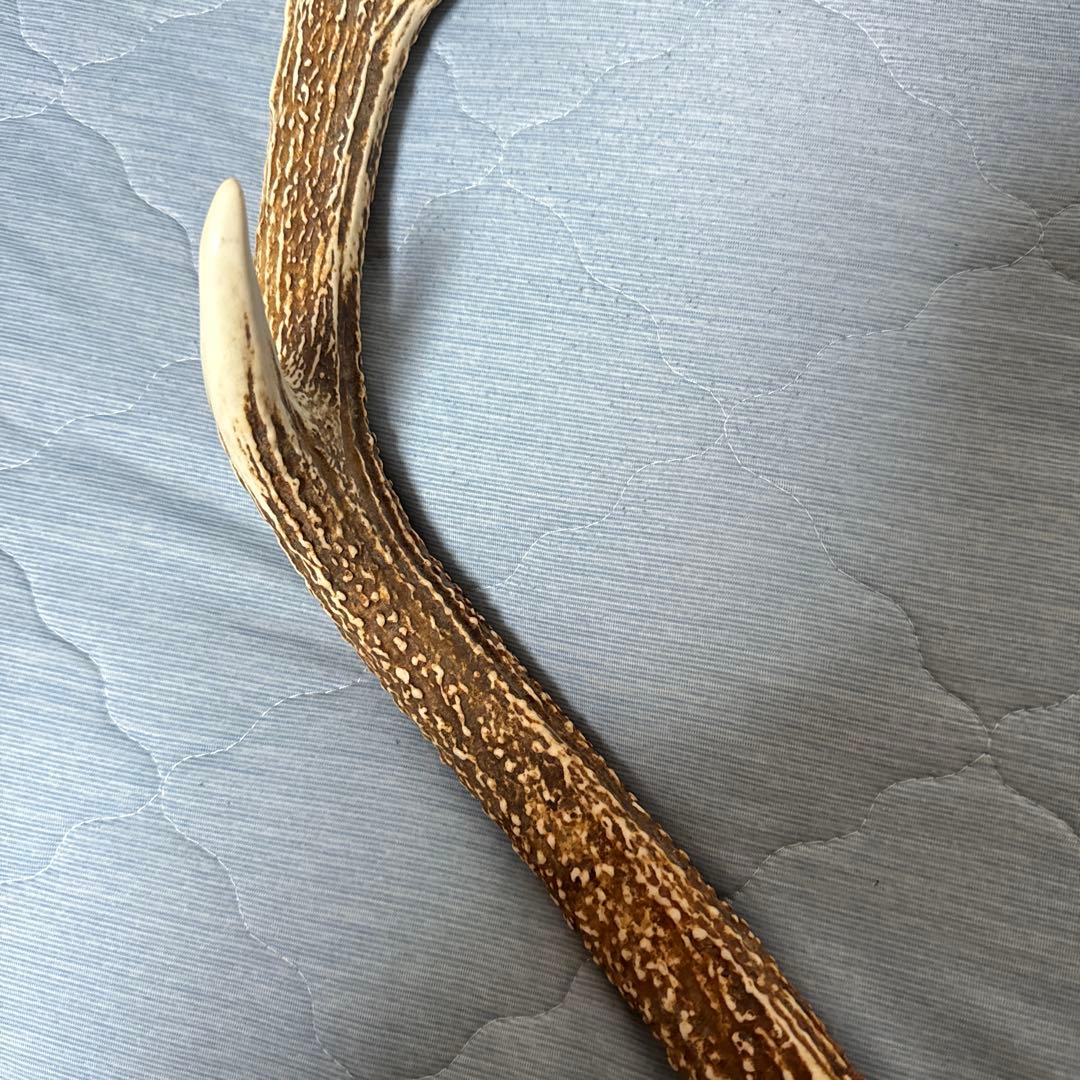鹿の角 インテリアオブジェ 約70cm