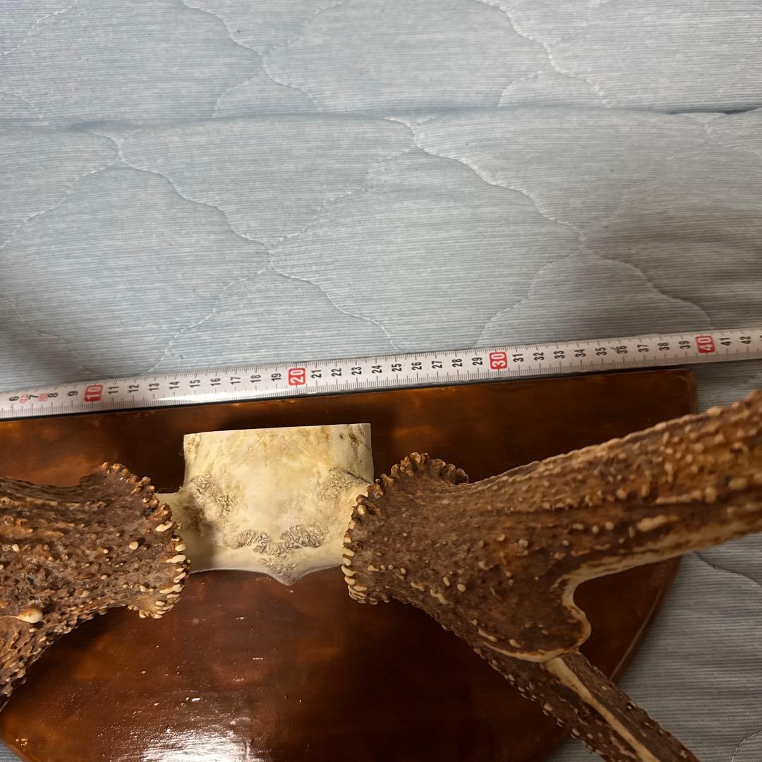 鹿の角 インテリアオブジェ 約70cm