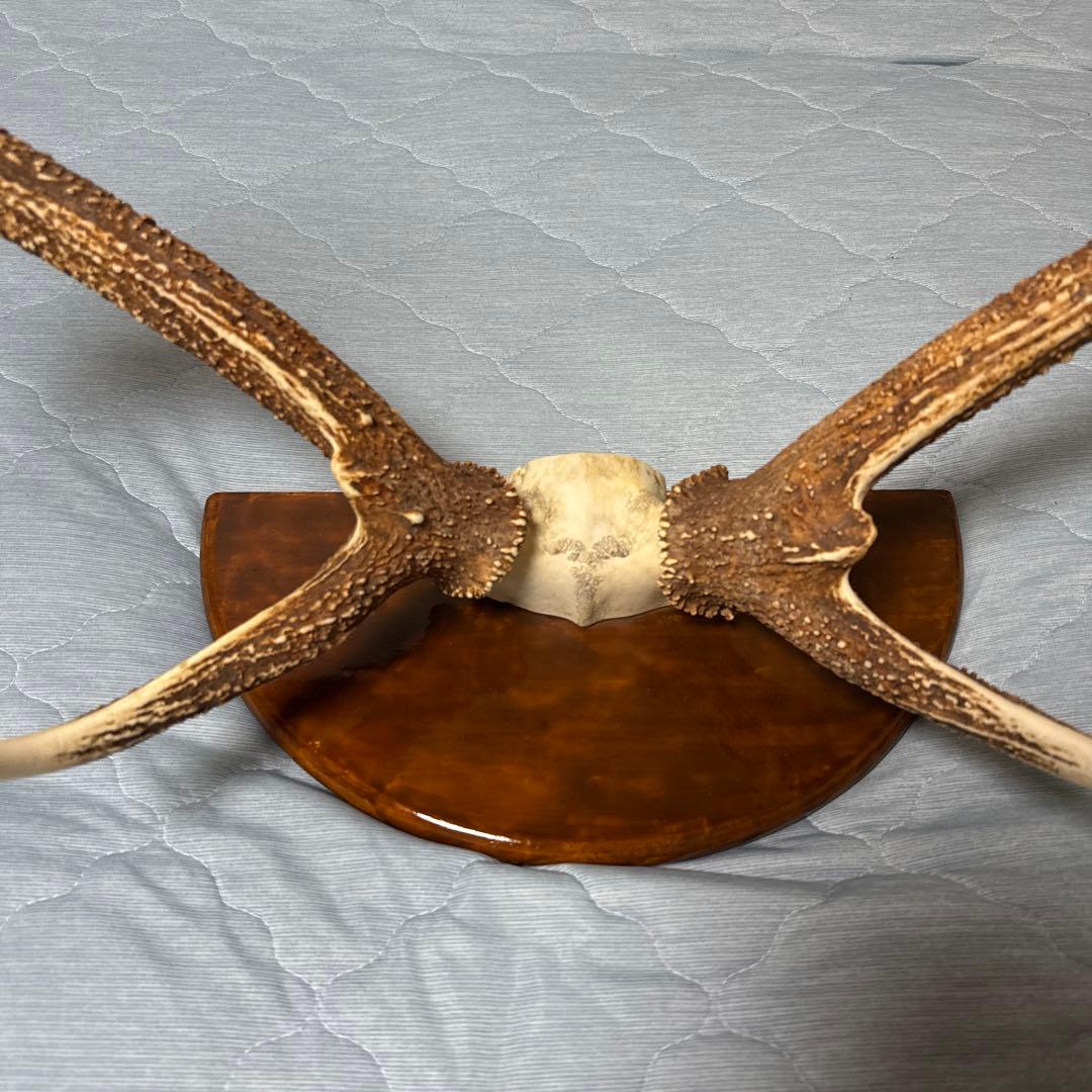 鹿の角 インテリアオブジェ 約70cm