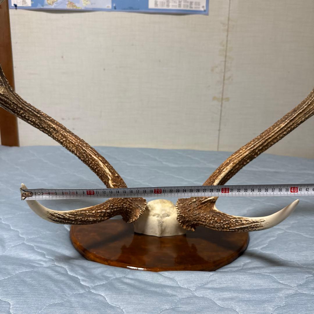 鹿の角 インテリアオブジェ 約70cm