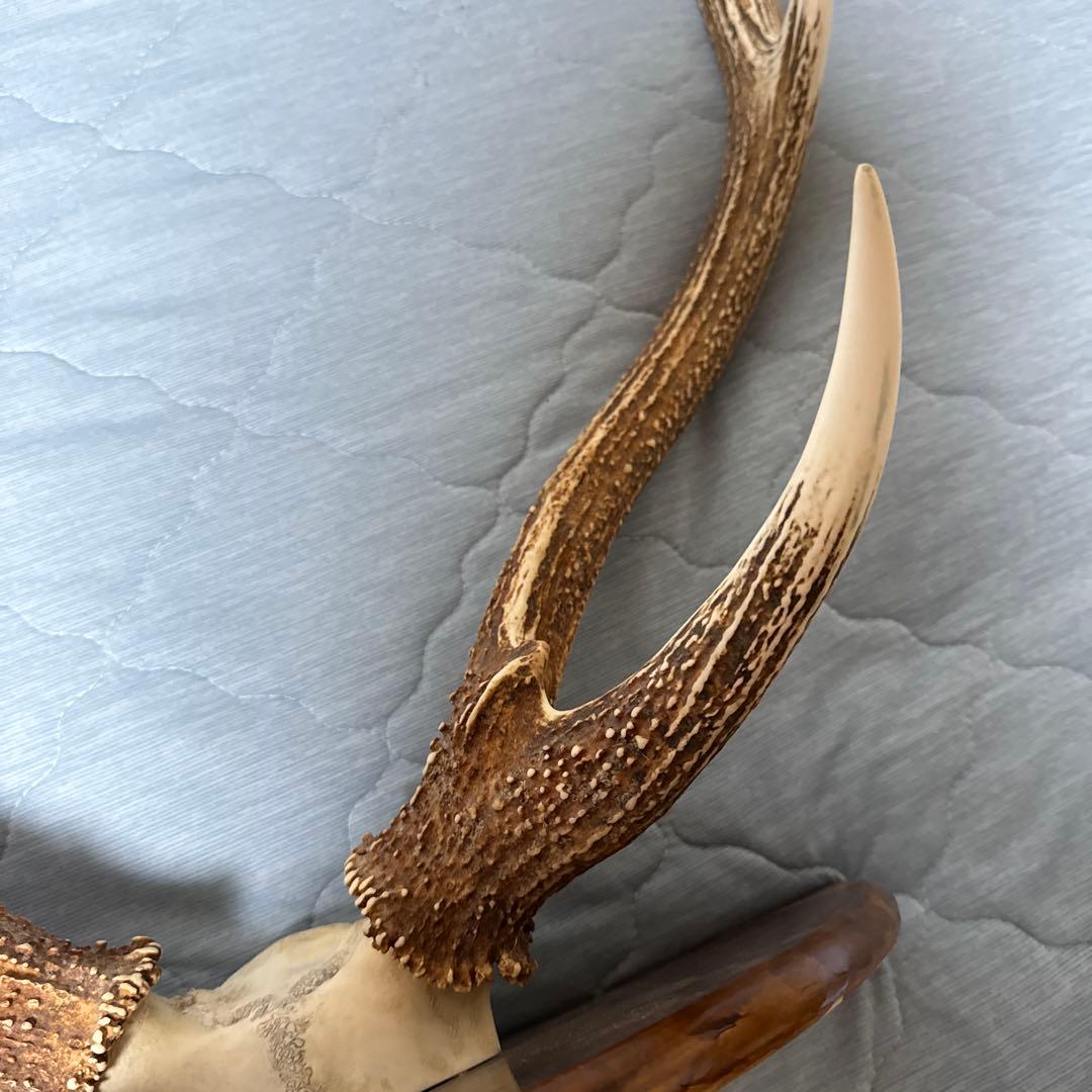 鹿の角 インテリアオブジェ 約70cm