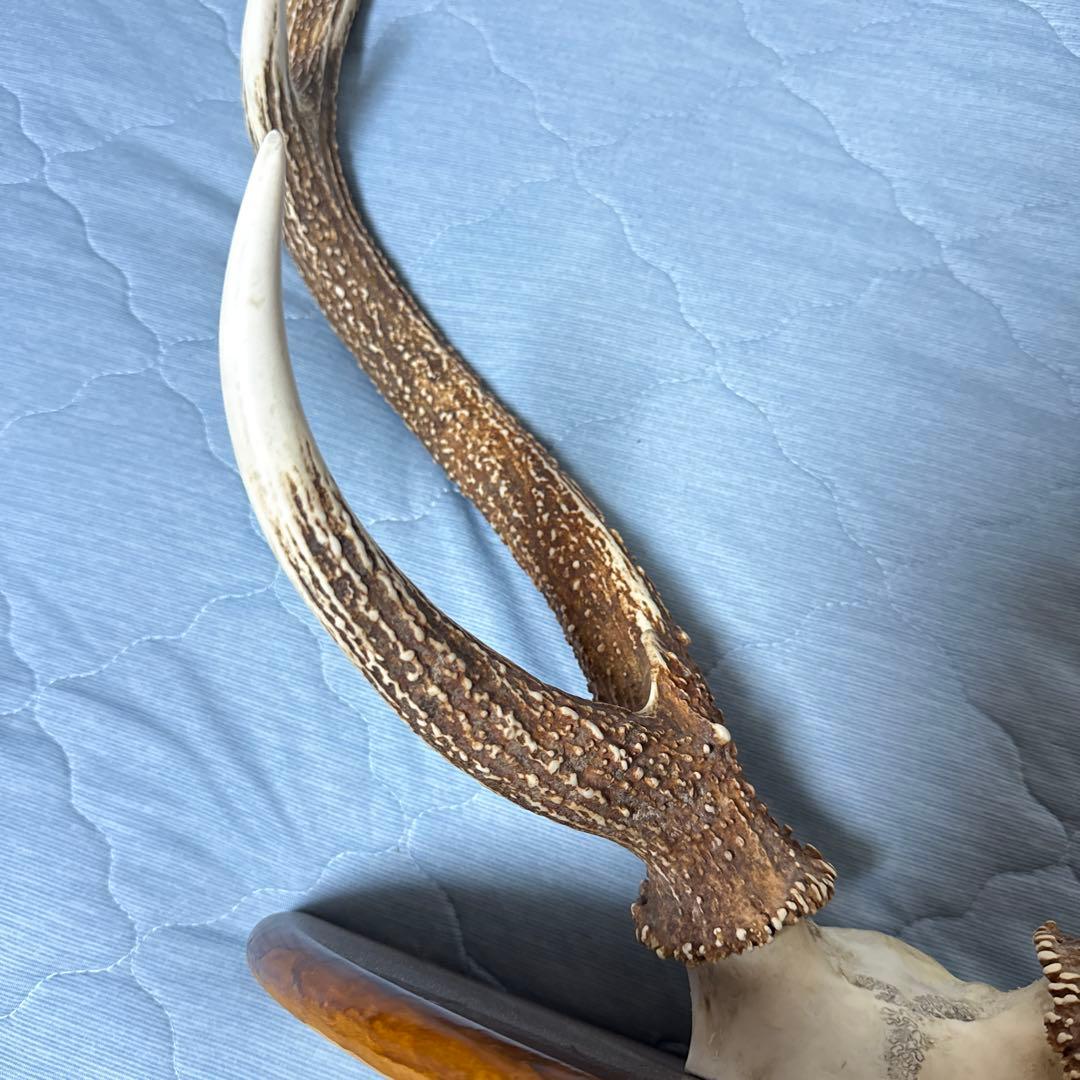 鹿の角 インテリアオブジェ 約70cm