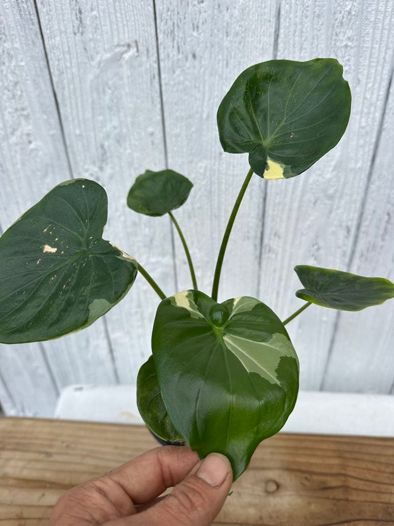 Alocasia Cucullata albo Var. ククラータ斑入り - メルカリ