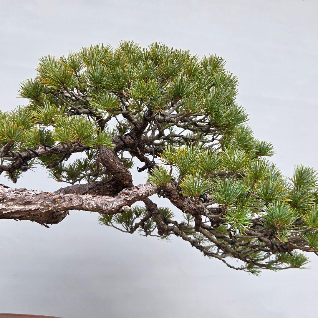 五葉松　[曲変わり木]　大品盆栽