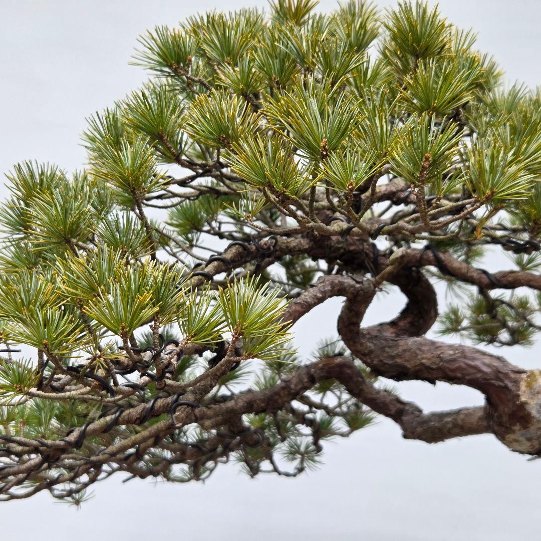 五葉松　[曲変わり木]　大品盆栽