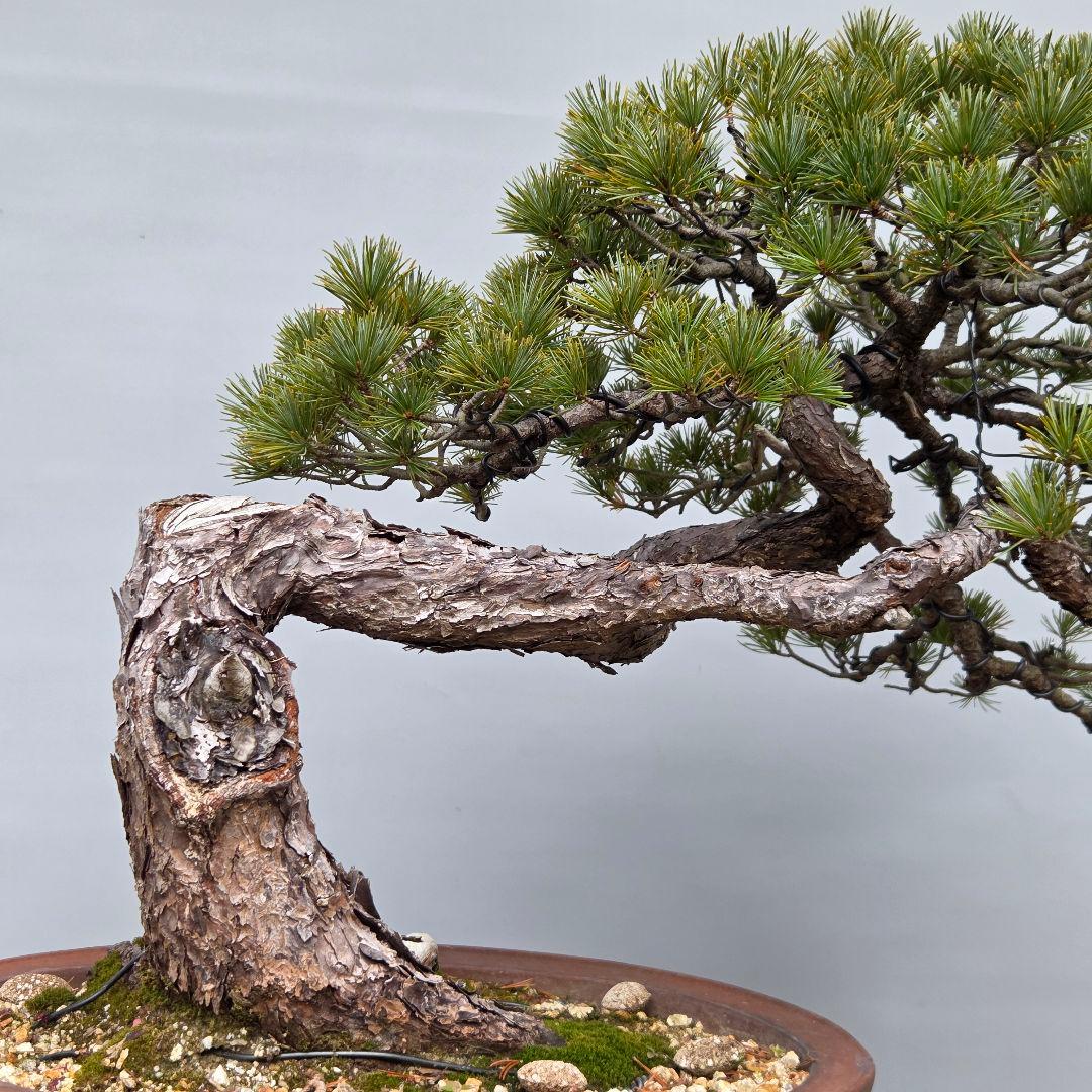 五葉松　[曲変わり木]　大品盆栽