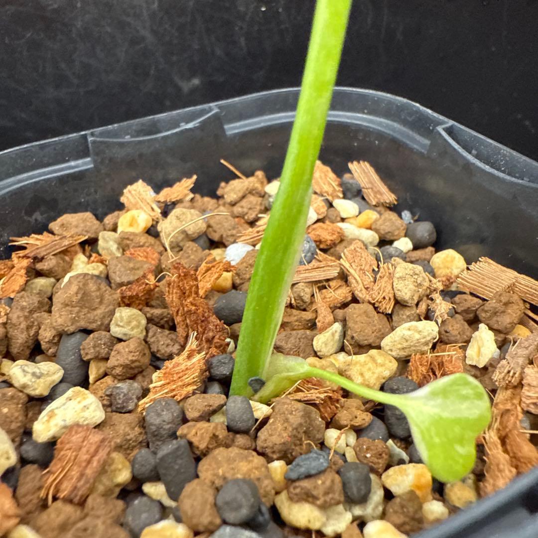 格安 モンステラ エレクトロライト