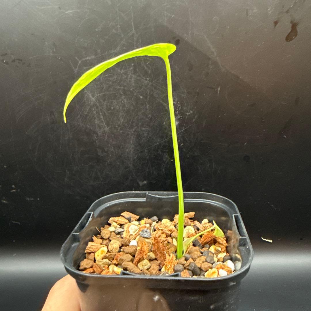 格安 モンステラ エレクトロライト