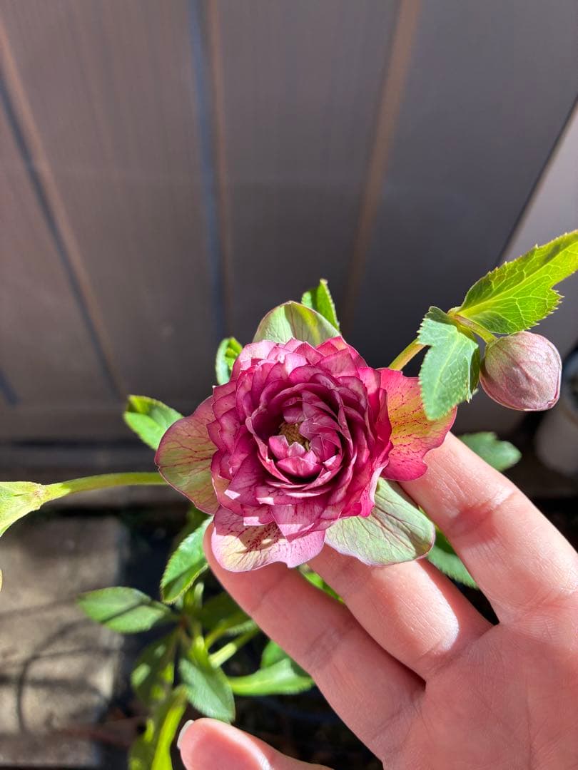 ♡広瀬園芸♡多弁　グリーンピンク