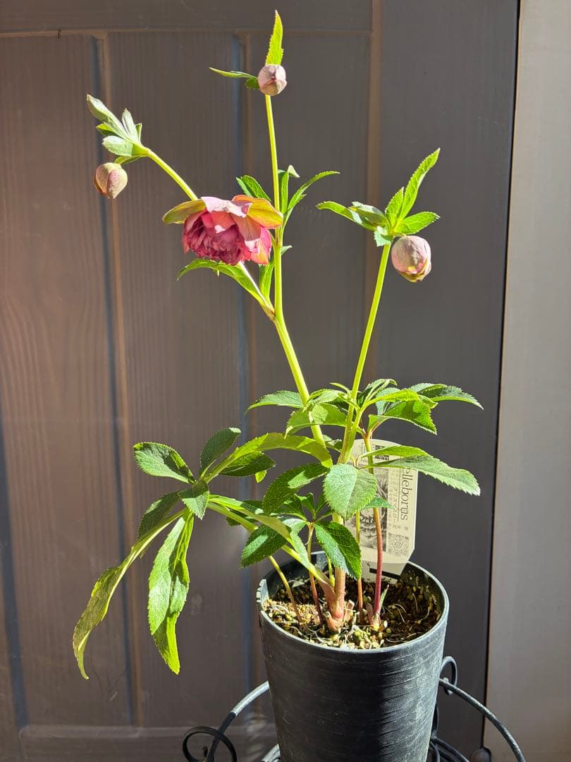 ♡広瀬園芸♡多弁　グリーンピンク