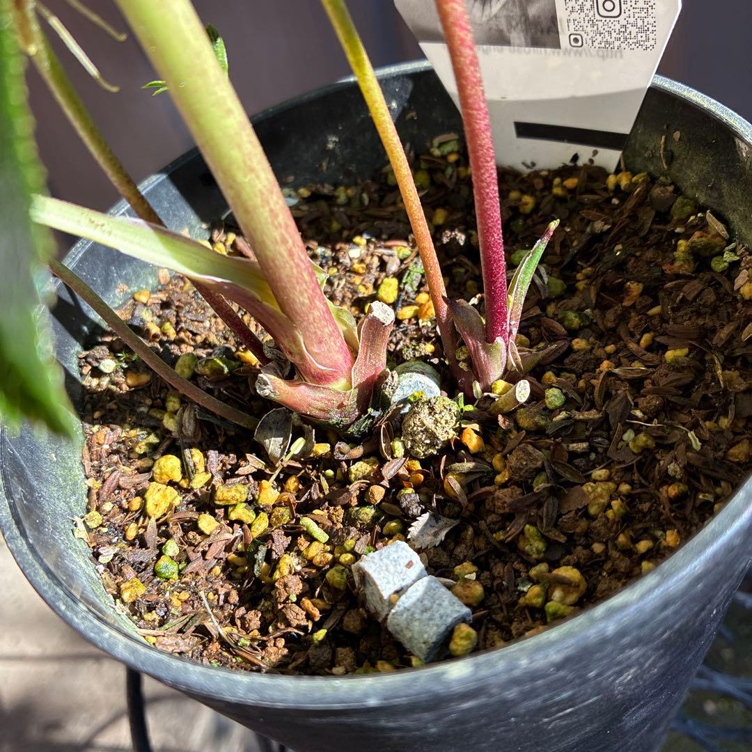 ♡広瀬園芸♡多弁　グリーンピンク