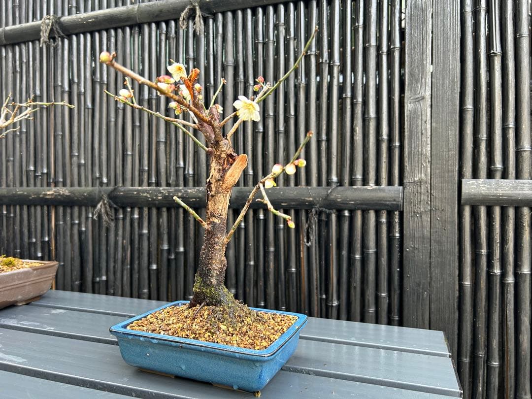 梅盆栽 中型 青色鉢 開花中　小品盆栽