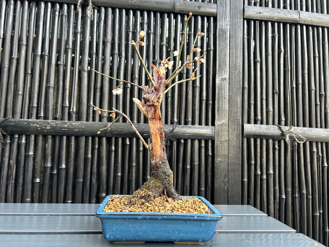 梅盆栽 中型 青色鉢 開花中　小品盆栽