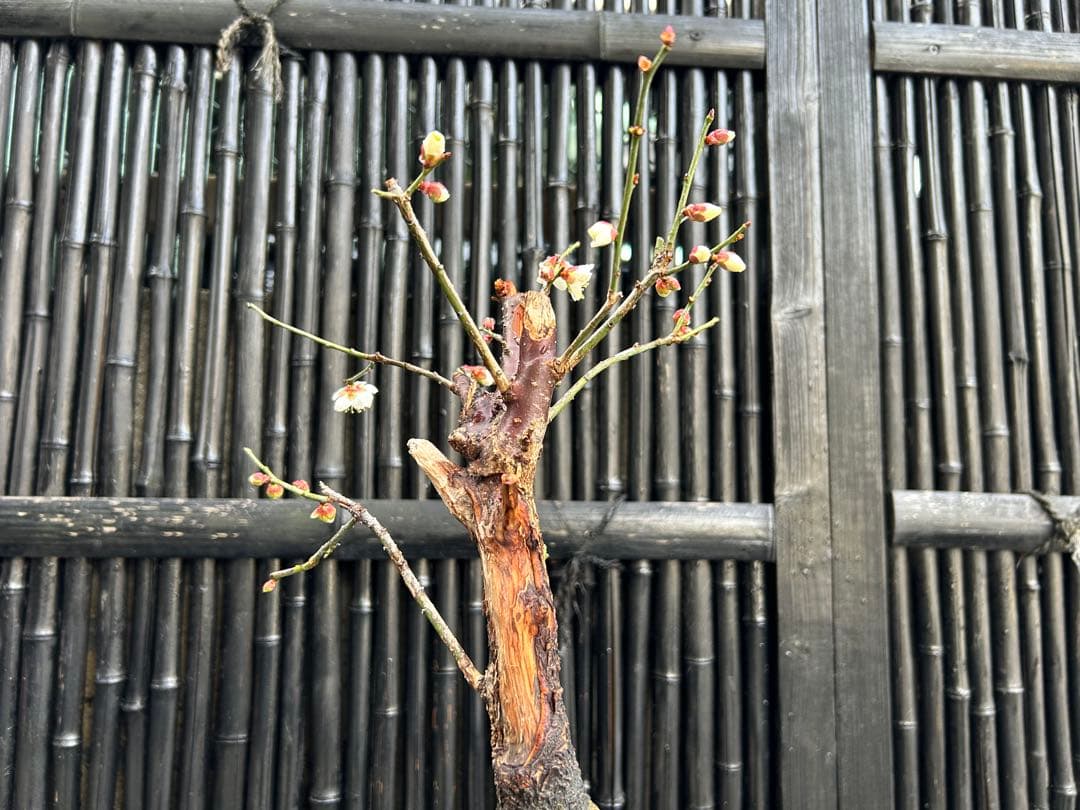 梅盆栽 中型 青色鉢 開花中　小品盆栽