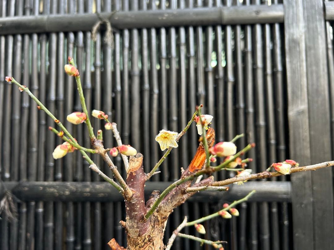 梅盆栽 中型 青色鉢 開花中　小品盆栽