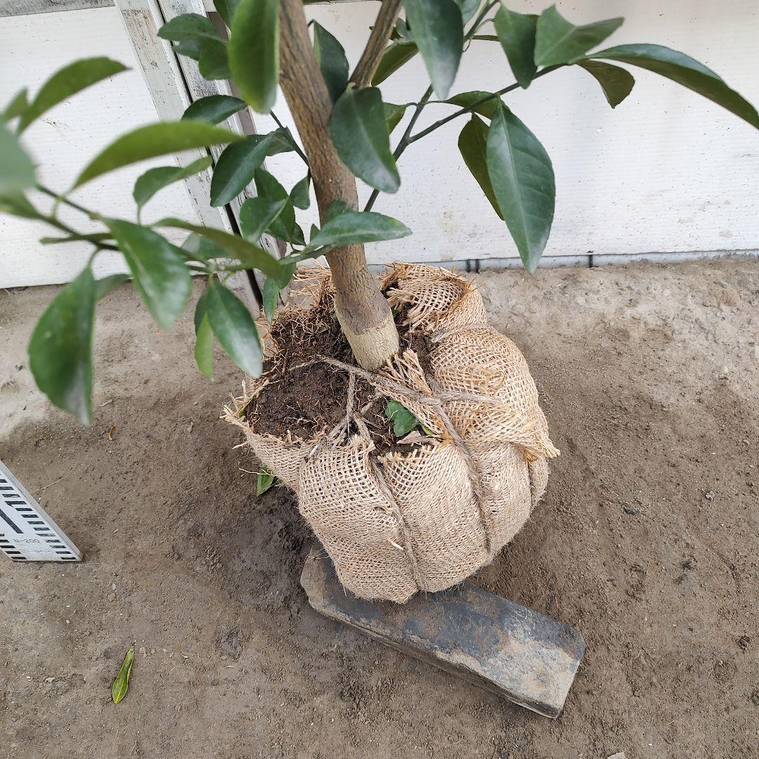 無核紀州 種無し小みかん 3年生 実つき 大苗