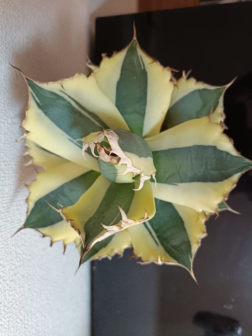 スナグルトゥース　激レア　極上株 大株　アガベ　 多肉植物