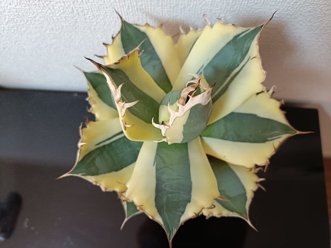 スナグルトゥース　激レア　極上株 大株　アガベ　 多肉植物