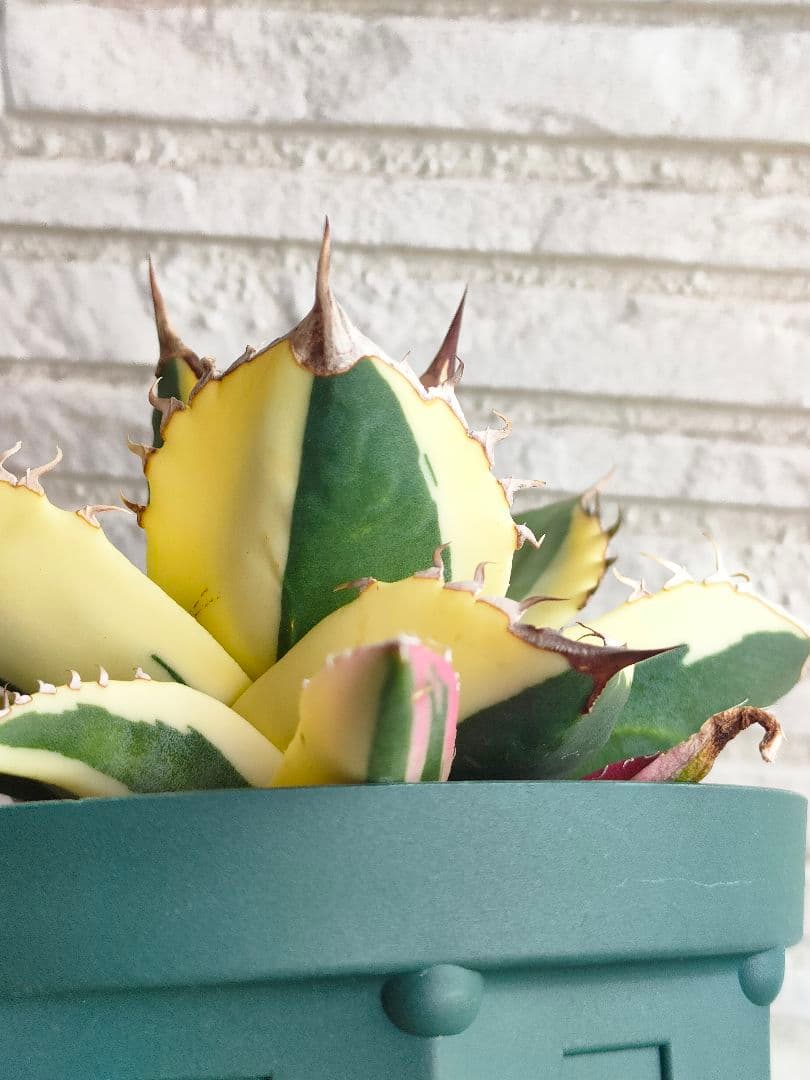 スナグルトゥース　激レア　極上株 大株　アガベ　 多肉植物