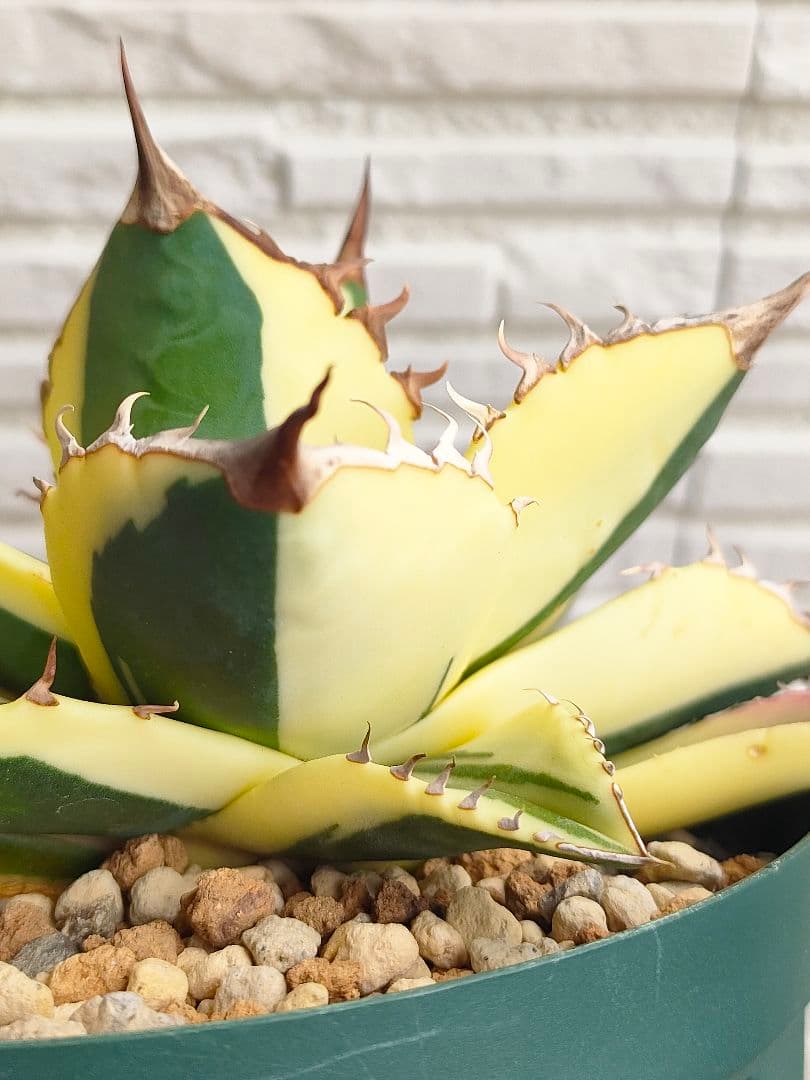 スナグルトゥース　激レア　極上株 大株　アガベ　 多肉植物