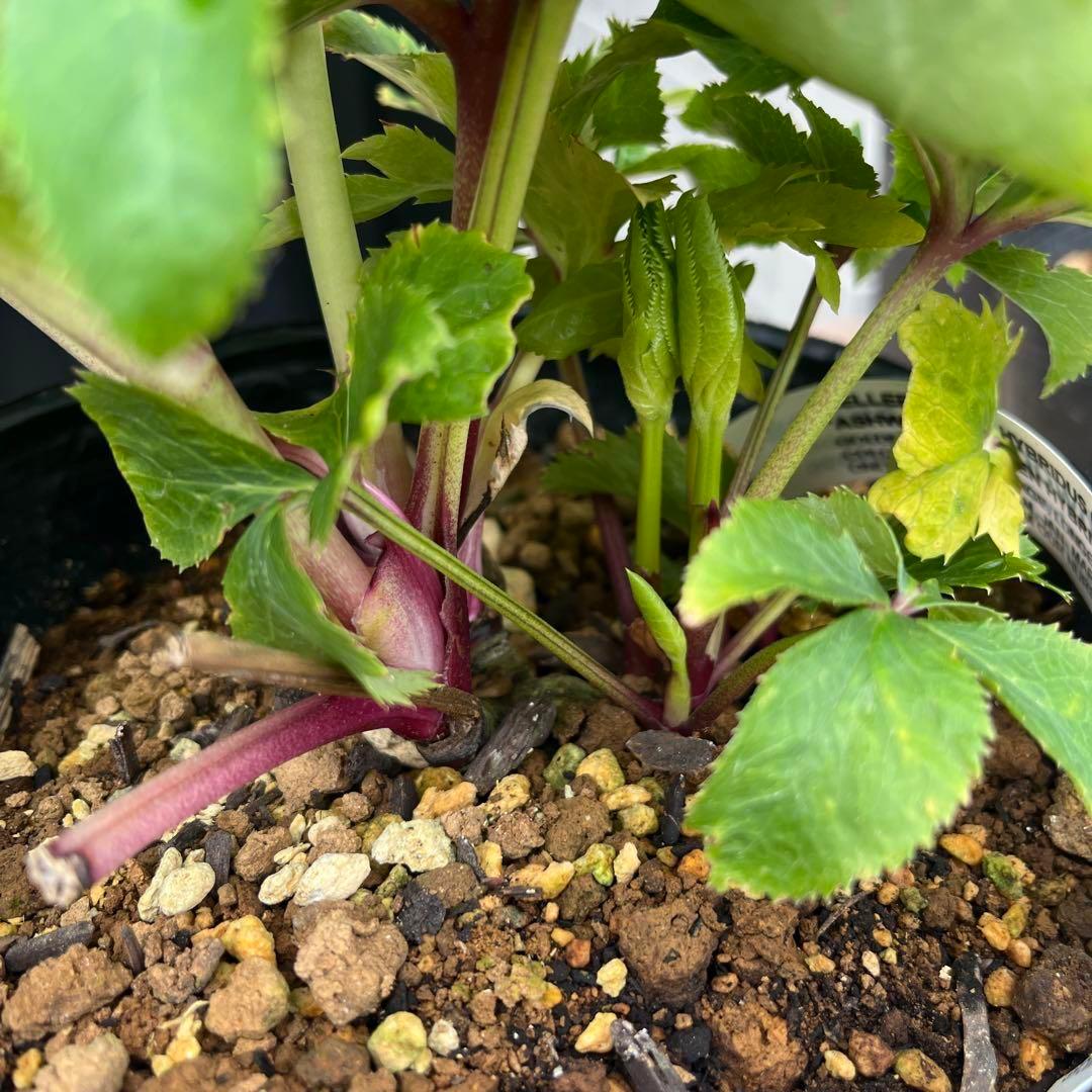 ヒ*ロ様 ❤️超元気❤️開花株❤️超大株❤️619【Ashwood】【親株】【E