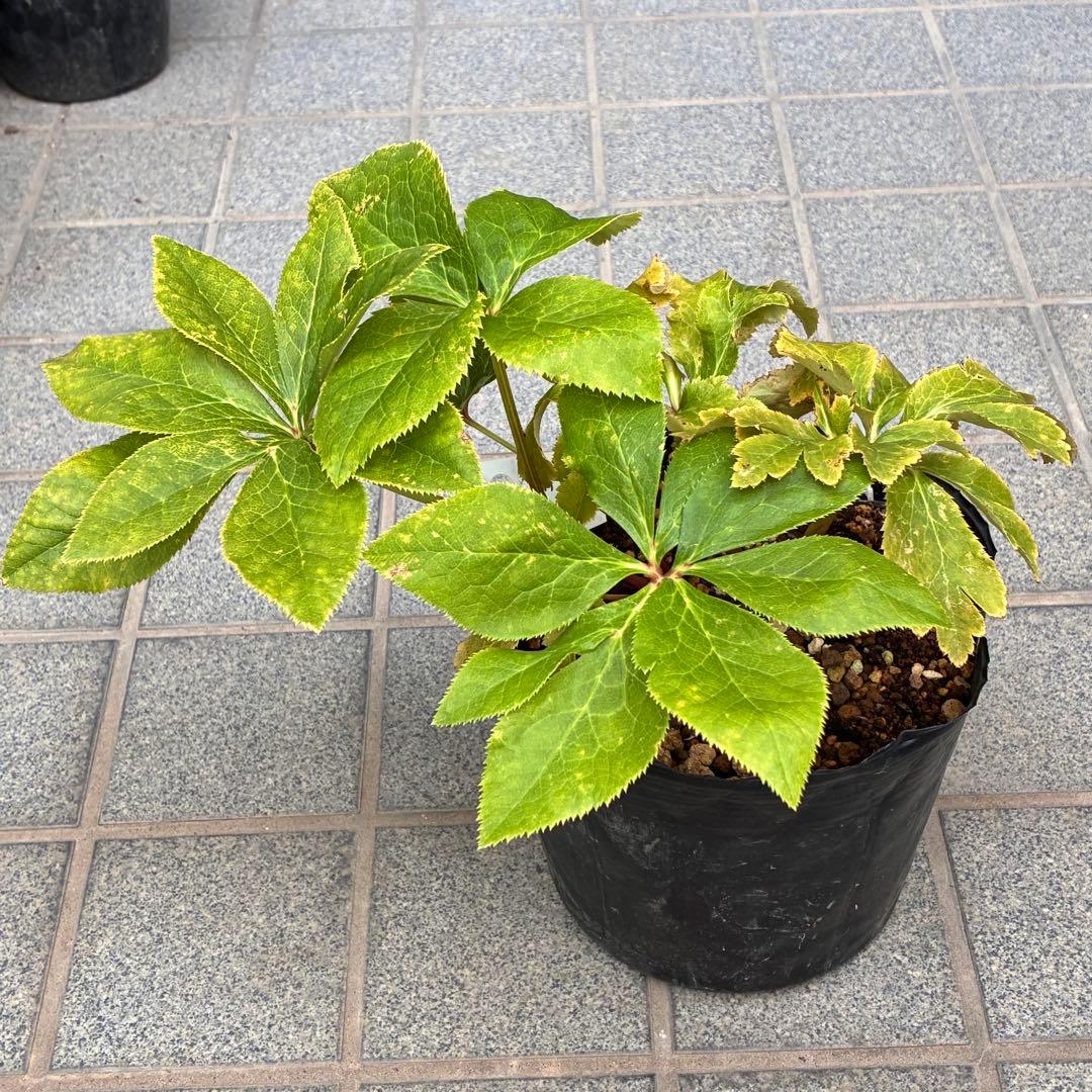 ヒ*ロ様 ❤️超元気❤️開花株❤️超大株❤️619【Ashwood】【親株】【E