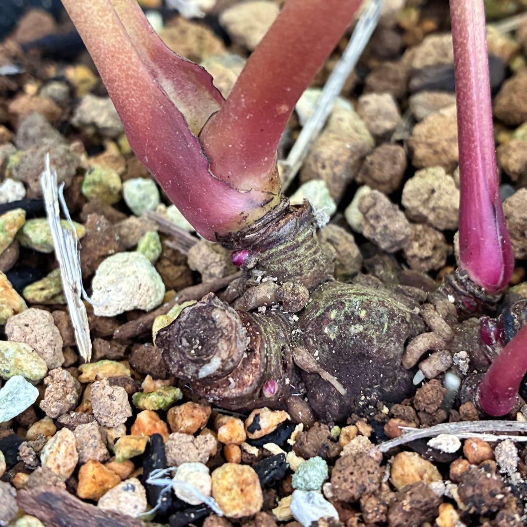 ヒ*ロ様 ❤️超元気❤️開花株❤️超大株❤️619【Ashwood】【親株】【E