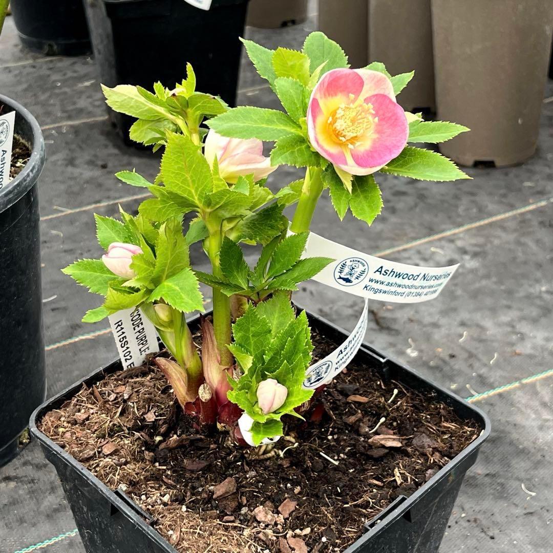 ヒ*ロ様 ❤️超元気❤️開花株❤️超大株❤️619【Ashwood】【親株】【E