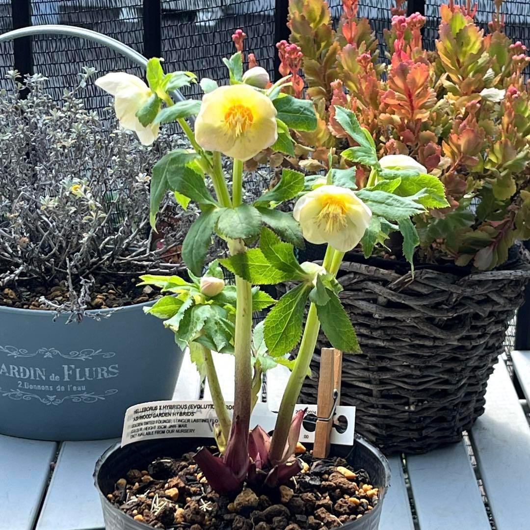 ヒ*ロ様 ❤️超元気❤️開花株❤️超大株❤️619【Ashwood】【親株】【E