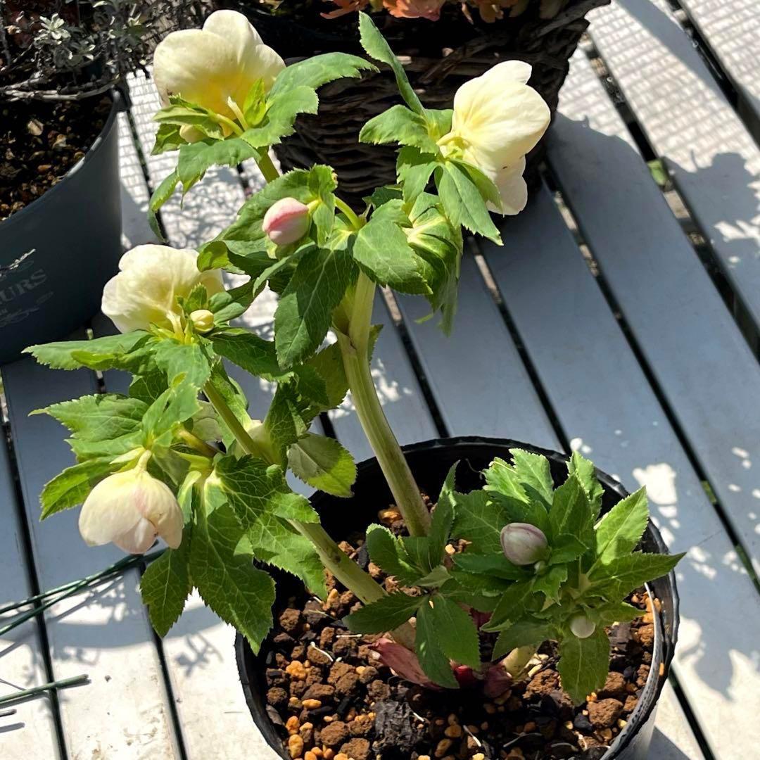 ヒ*ロ様 ❤️超元気❤️開花株❤️超大株❤️619【Ashwood】【親株】【E