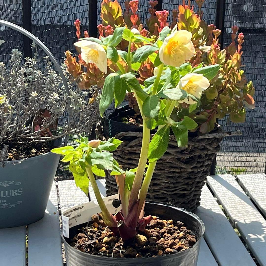 ヒ*ロ様 ❤️超元気❤️開花株❤️超大株❤️619【Ashwood】【親株】【E