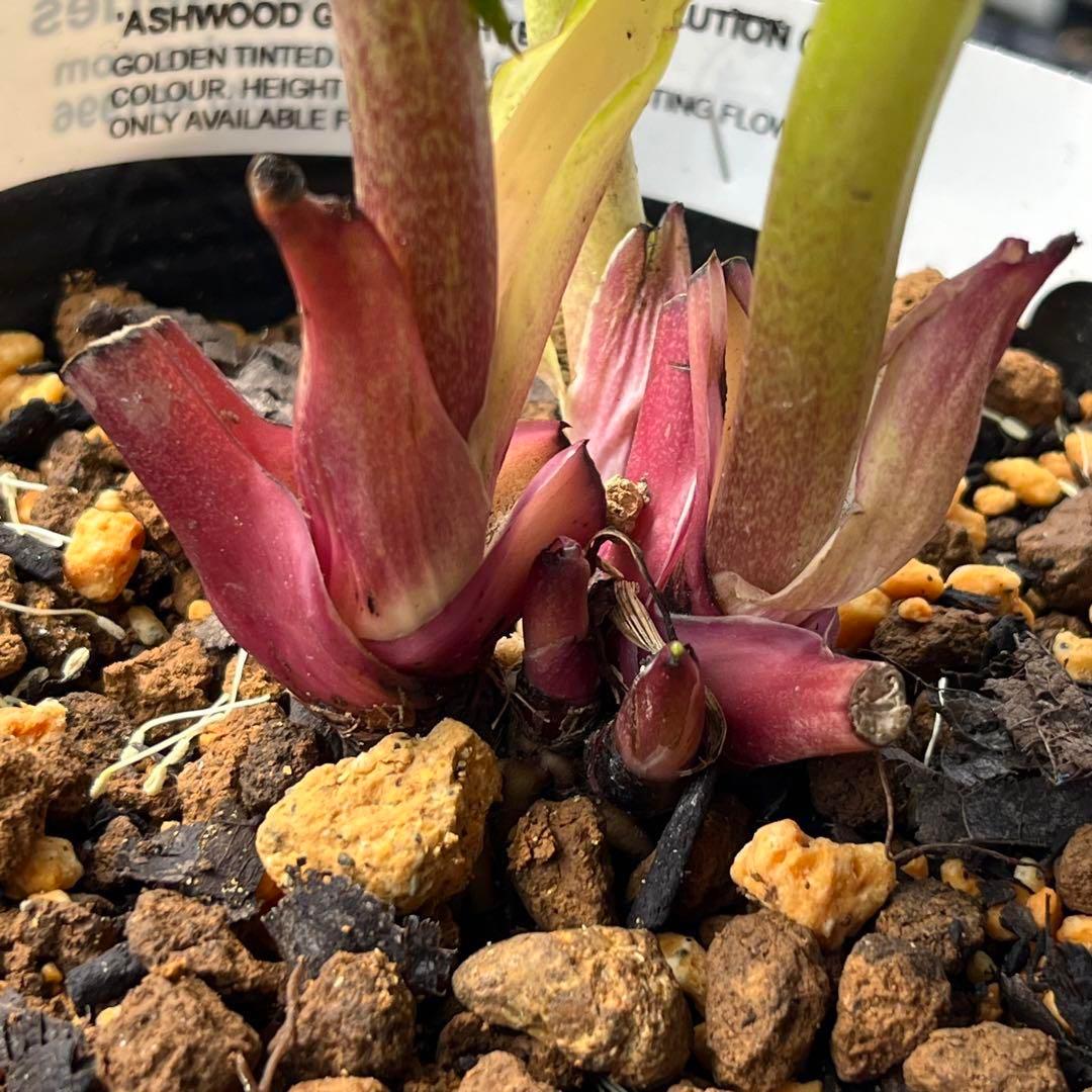 ヒ*ロ様 ❤️超元気❤️開花株❤️超大株❤️619【Ashwood】【親株】【E