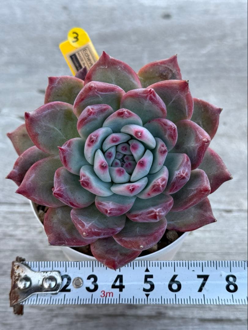 3 希少 大苗 SAMリンゼアナNo.6 カリフォルニア輸入 多肉植物