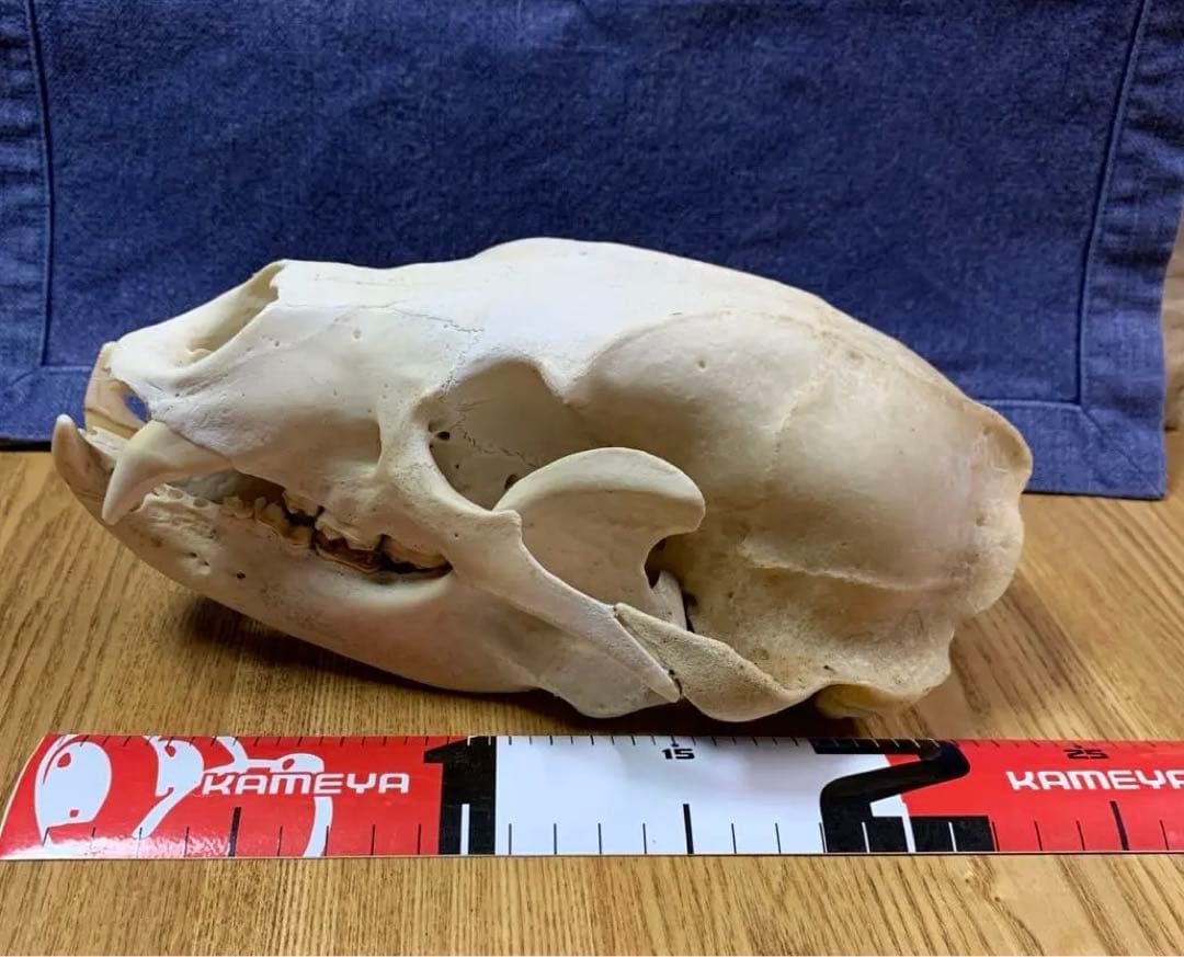 クマ 熊 月輪熊 頭蓋骨 deer skull 【薬剤不使用】