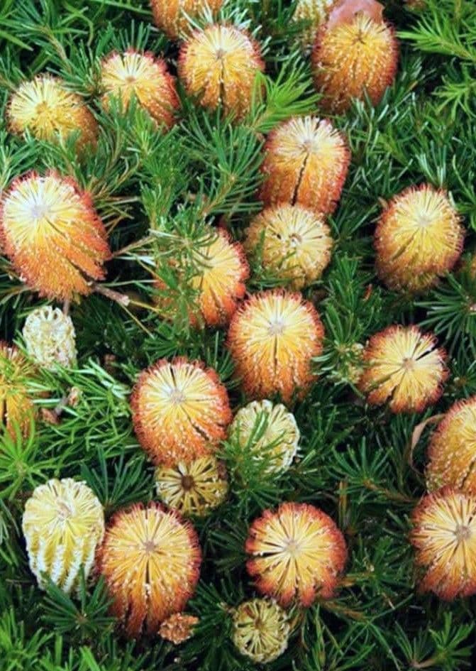 希少 バンクシア【ヘアピン:スピヌロサ】苗 観葉植物 イエローオレンジ