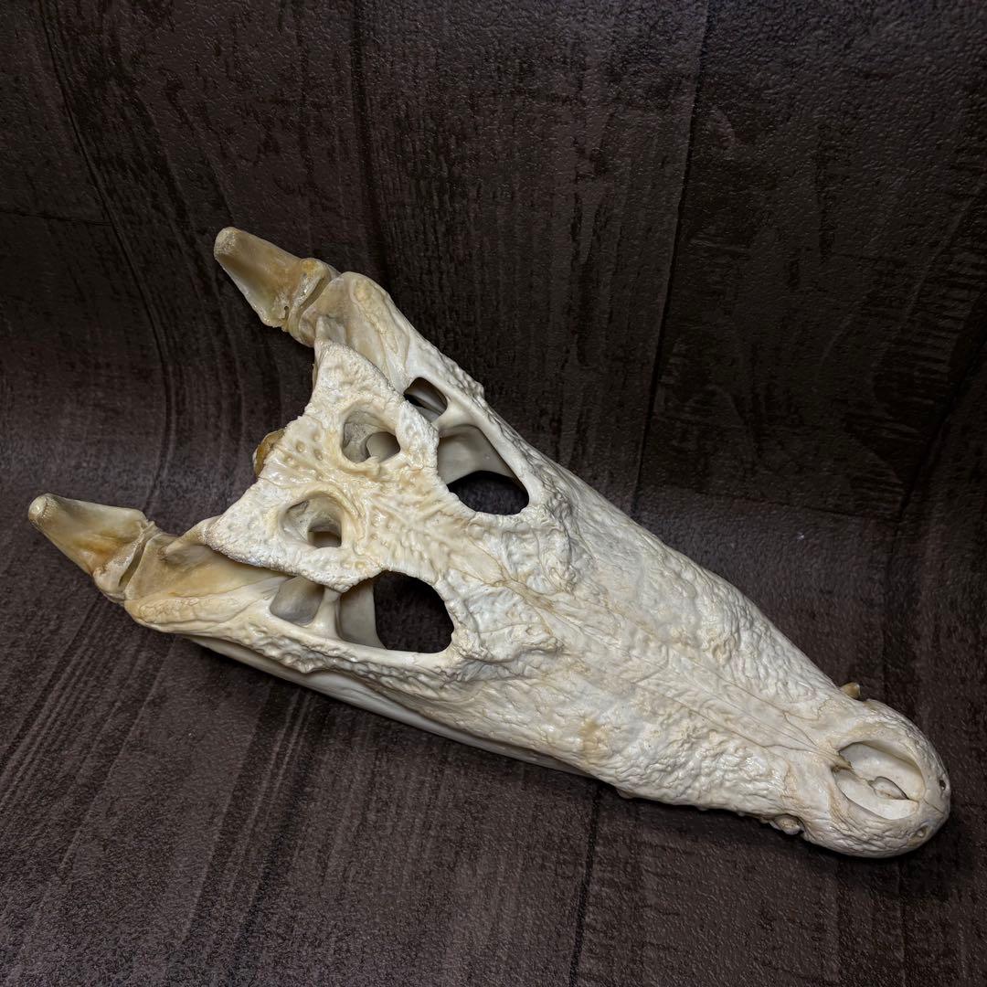 た*し様 シャムワニ クロコダイル ワニ 鰐 頭骨 頭蓋骨 骨格標本