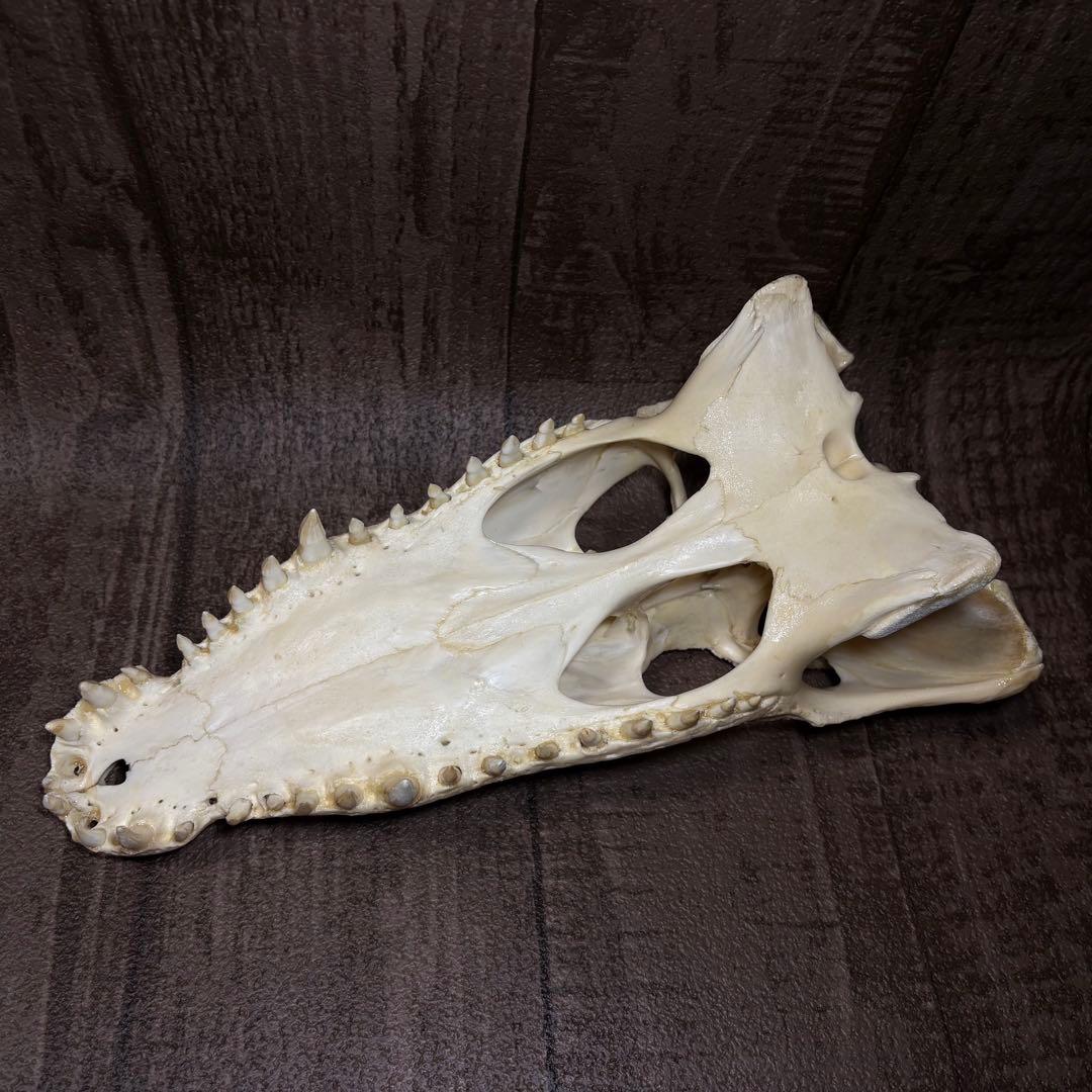 た*し様 シャムワニ クロコダイル ワニ 鰐 頭骨 頭蓋骨 骨格標本