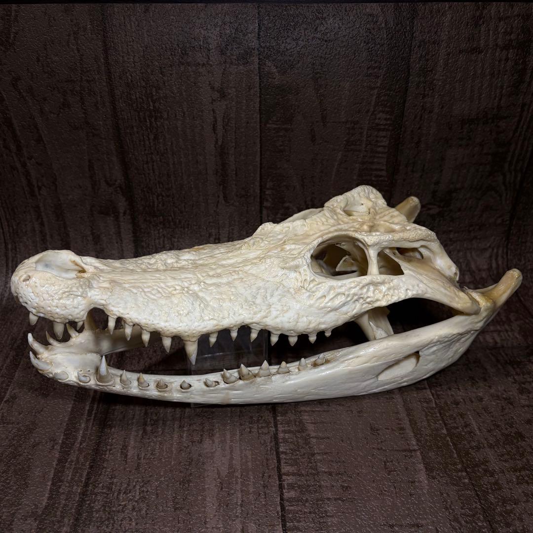 た*し様 シャムワニ クロコダイル ワニ 鰐 頭骨 頭蓋骨 骨格標本